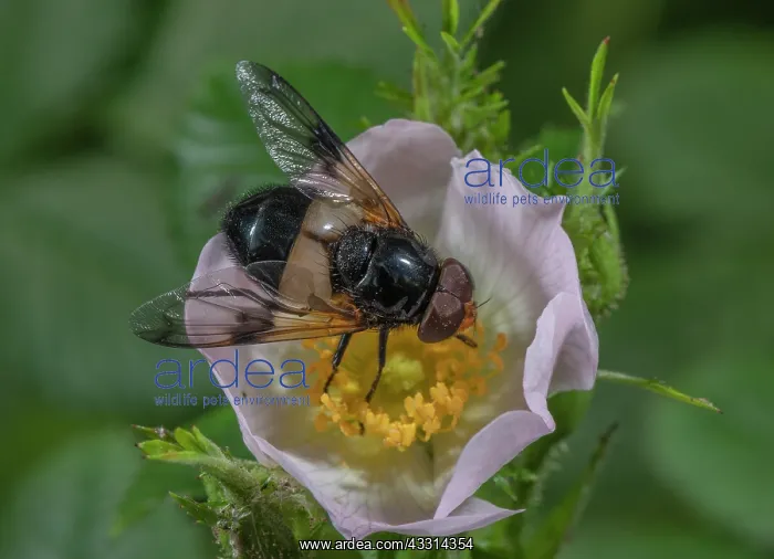 : Great Pied Hoverfly, Volucella pellucens, visiti : Great Pied Hoverfly, Volucella pellucens, visiti