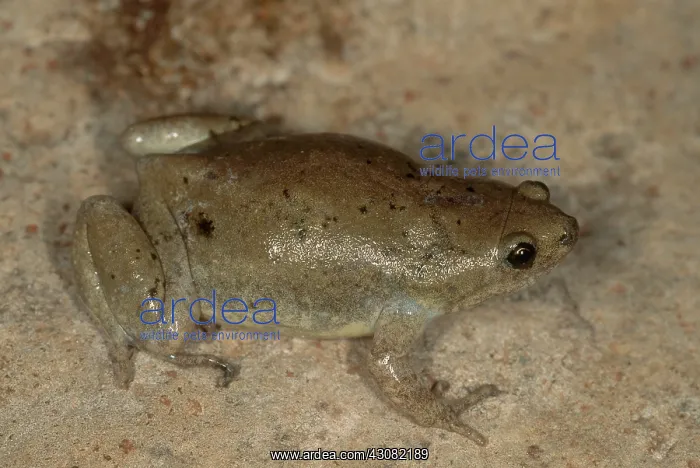  : Great Plains Narrowmouth Toad