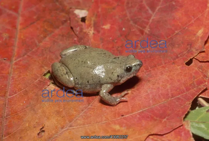 : Great Plains Narrowmouth Toad : Great Plains Narrowmouth Toad