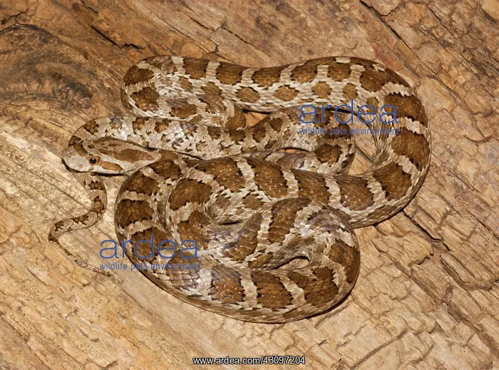 : Great Plains Rat Snake : Great Plains Rat Snake