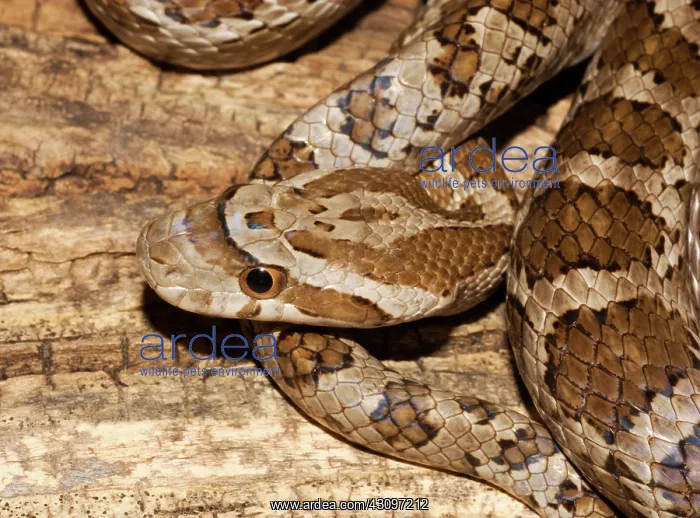 : Great Plains Rat Snake : Great Plains Rat Snake