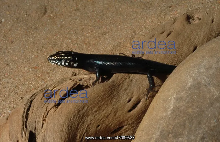 : Great Plains Skink : Great Plains Skink