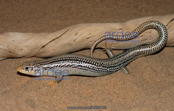 : Great Plains Skink : Great Plains Skink