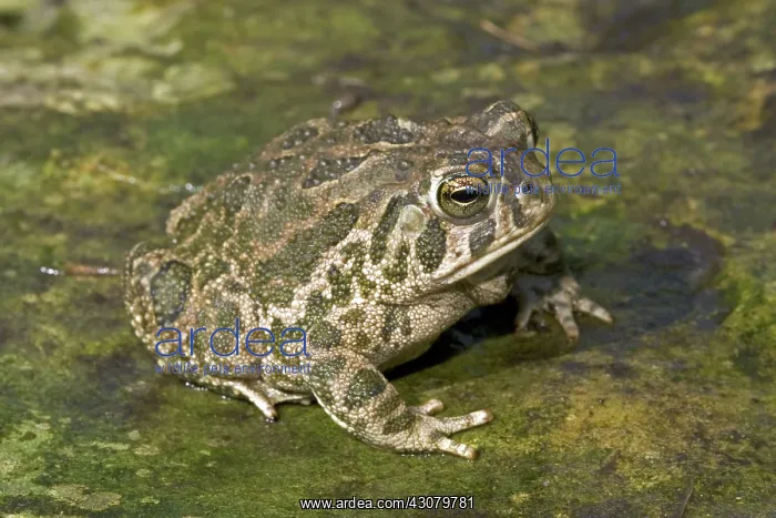 : Great Plains Toad : Great Plains Toad