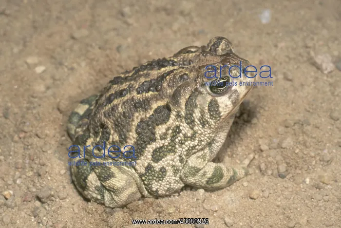 : Great Plains Toad : Great Plains Toad