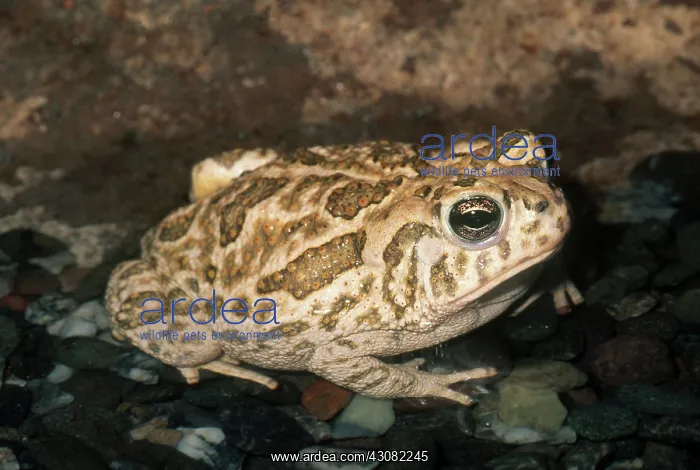 : Great Plains Toad : Great Plains Toad