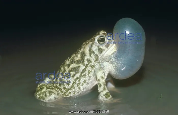 : Great Plains Toad : Great Plains Toad