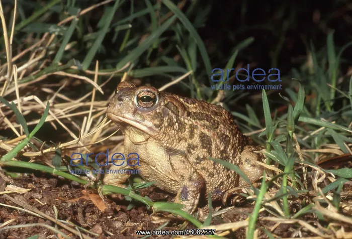 : Great Plains Toad : Great Plains Toad