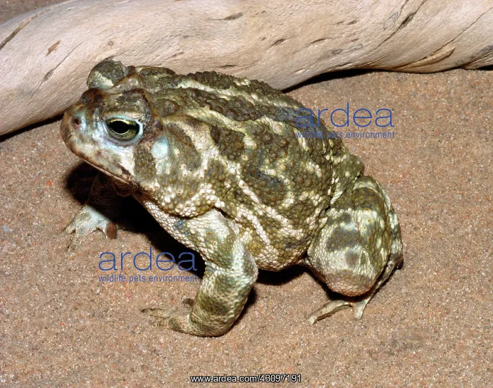 : Great Plains Toad : Great Plains Toad