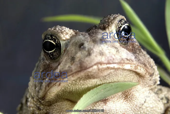 : Great Plains Toad (Bufo cognatus) : Great Plains Toad (Bufo cognatus)