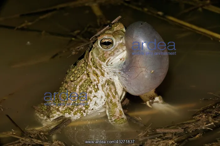 : Great Plains Toad (Bufo cognatus) - Arizona - Male calling t : Great Plains Toad (Bufo cognatus) - Arizona - Male calling t
