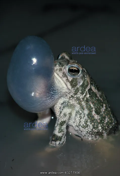 : Great Plains Toad (Bufo cognatus) - Arizona - Male calling t : Great Plains Toad (Bufo cognatus) - Arizona - Male calling t