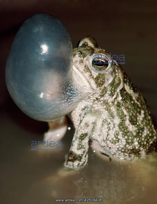 : GREAT PLAINS TOAD - calling to attract mate & repel rivals : GREAT PLAINS TOAD - calling to attract mate & repel rivals