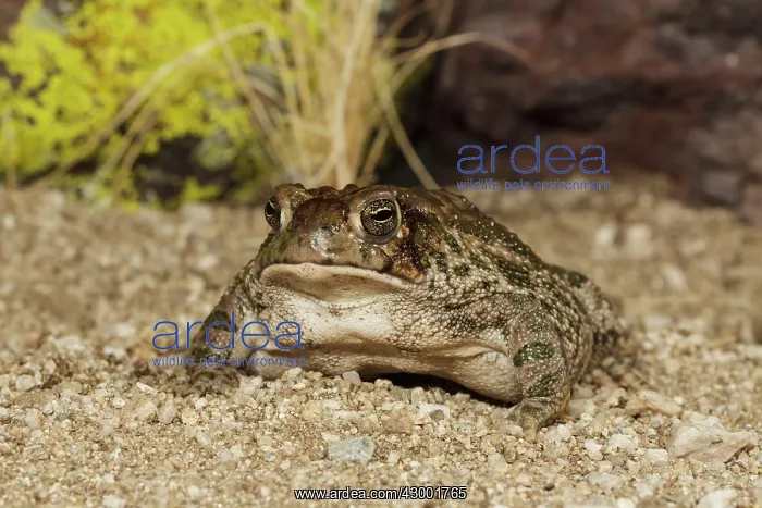 : Great Plains Toad - controlled conditions : Great Plains Toad - controlled conditions