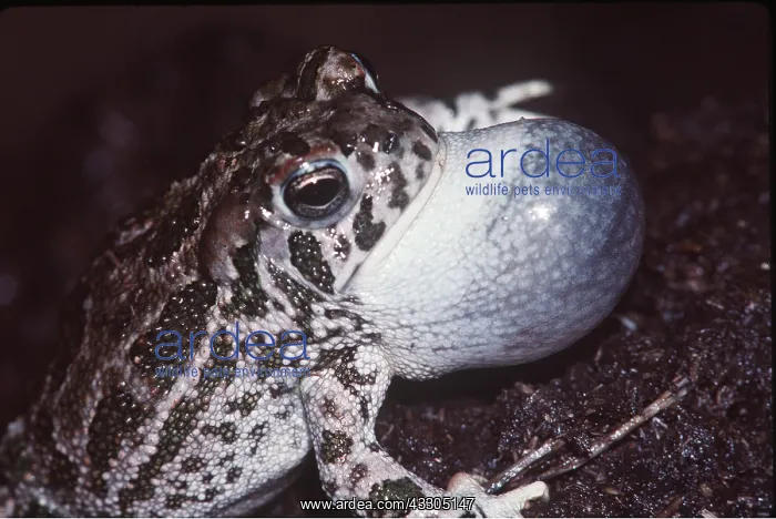 : Great Plains Toad - male calling : Great Plains Toad - male calling