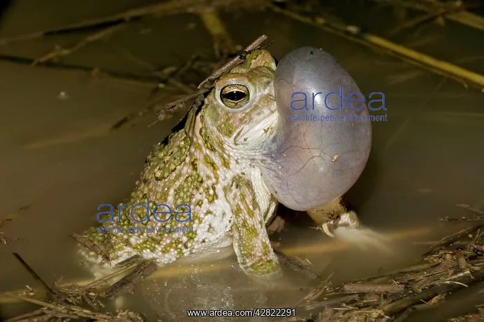 : Great Plains Toad - Male calling to attract female : Great Plains Toad - Male calling to attract female