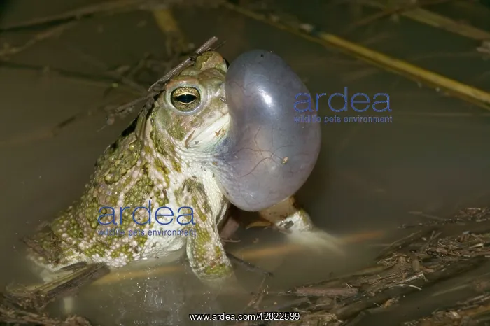 : Great Plains Toad - Male calling to attract female : Great Plains Toad - Male calling to attract female