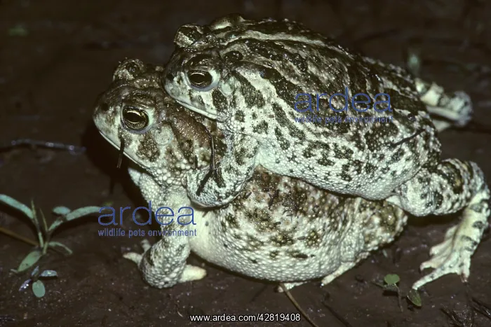  : Great PlainsToads - mating