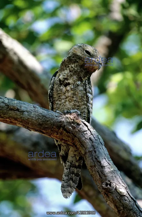 : Great Potoo : Great Potoo