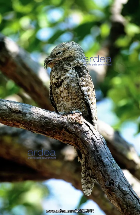 : Great Potoo : Great Potoo