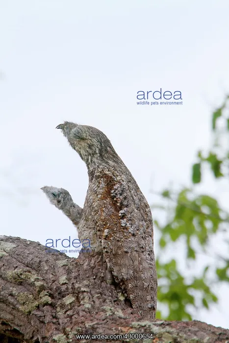 : Great Potoo : Great Potoo