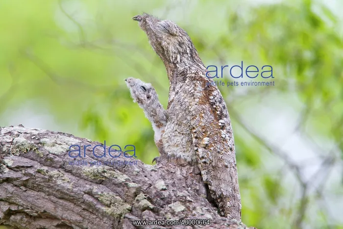 : Great Potoo : Great Potoo