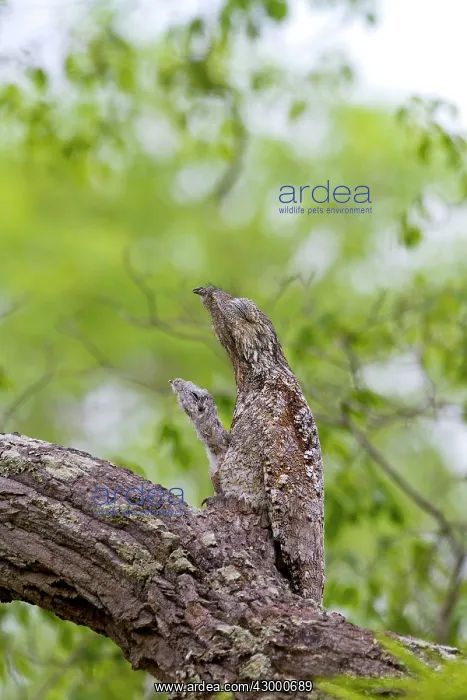 : Great Potoo : Great Potoo