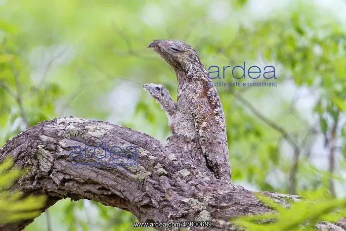 : Great Potoo : Great Potoo