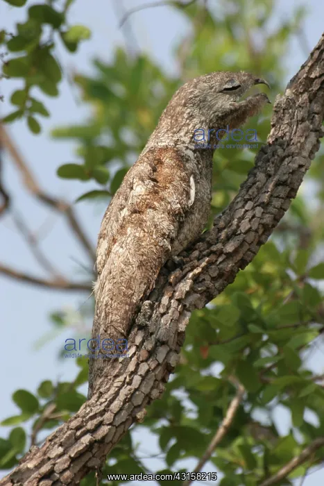 : Great Potoo : Great Potoo
