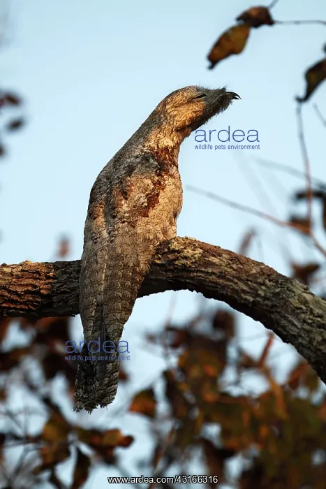 : Great Potoo : Great Potoo