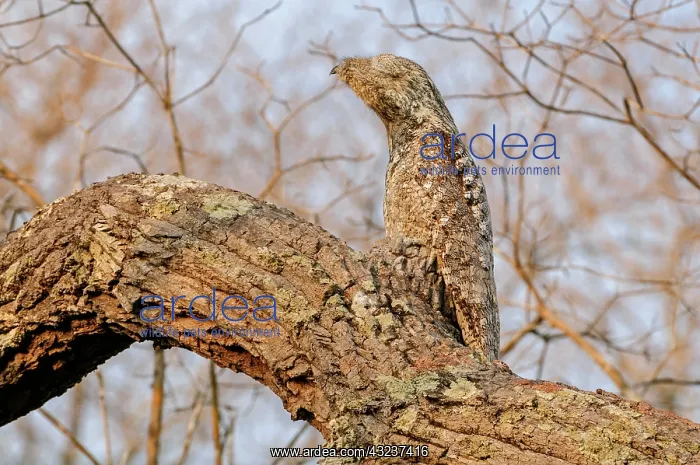 : Great Potoo, camouflaged, Pantanal Wetlands, Mato : Great Potoo, camouflaged, Pantanal Wetlands, Mato