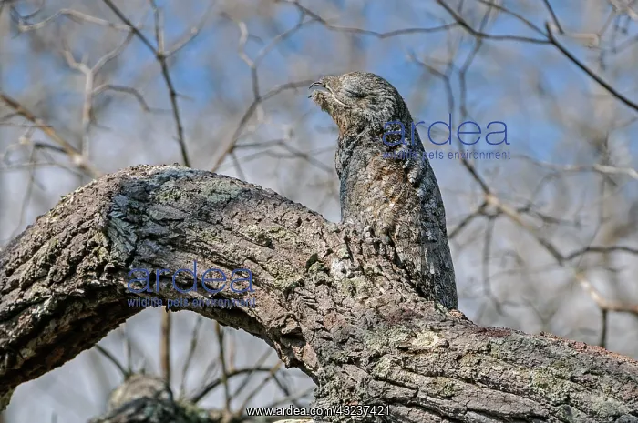 : Great Potoo, camouflaged, Pantanal Wetlands, Mato : Great Potoo, camouflaged, Pantanal Wetlands, Mato