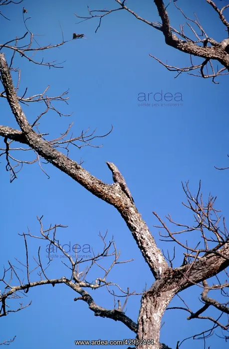 : Great Potoo - on nest : Great Potoo - on nest
