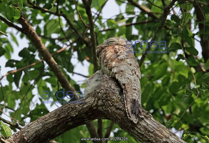 : Great Potoo (Nyctibius grandis grandis) adult with : Great Potoo (Nyctibius grandis grandis) adult with