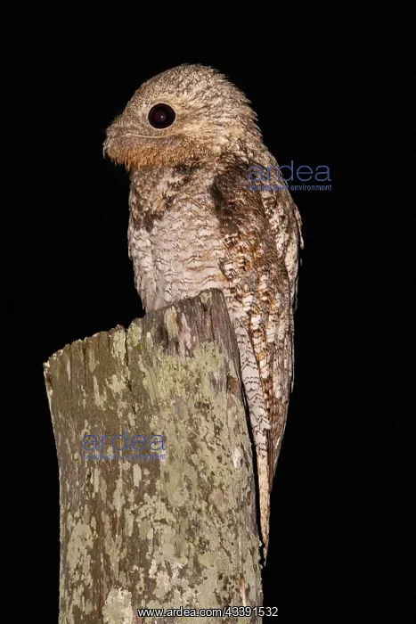 : Great potoo (Nyctibius grandis) Pantanal Brazil : Great potoo (Nyctibius grandis) Pantanal Brazil