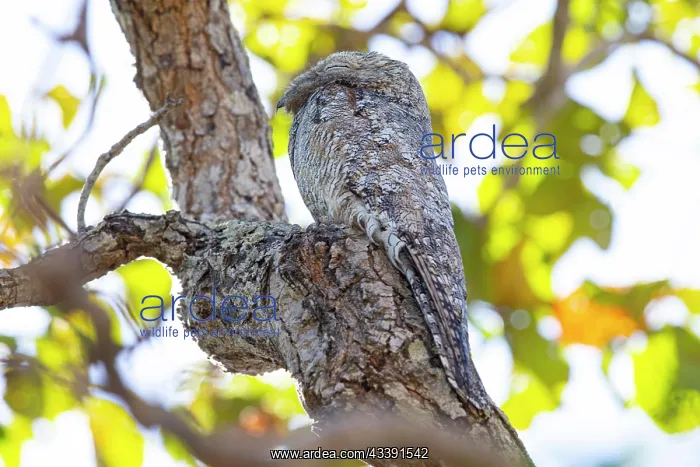 : Great potoo (Nyctibius grandis) Pantanal Brazil : Great potoo (Nyctibius grandis) Pantanal Brazil
