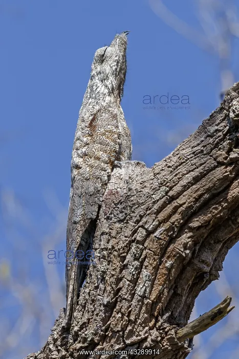 : Great Potoo (Nyctibius grandis) perched on tree : Great Potoo (Nyctibius grandis) perched on tree