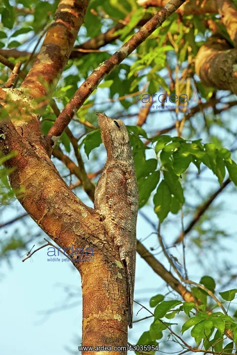: Great Potoo Pantanal area Mato Grosso Brazil South America : Great Potoo Pantanal area Mato Grosso Brazil South America