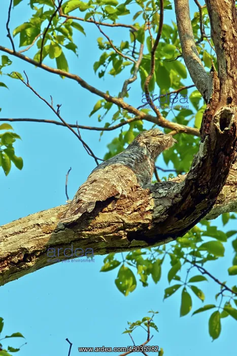  : Great Potoo Pantanal area Mato Grosso Brazil South America