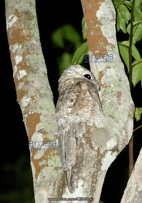 : Great Potoo - In tree : Great Potoo - In tree