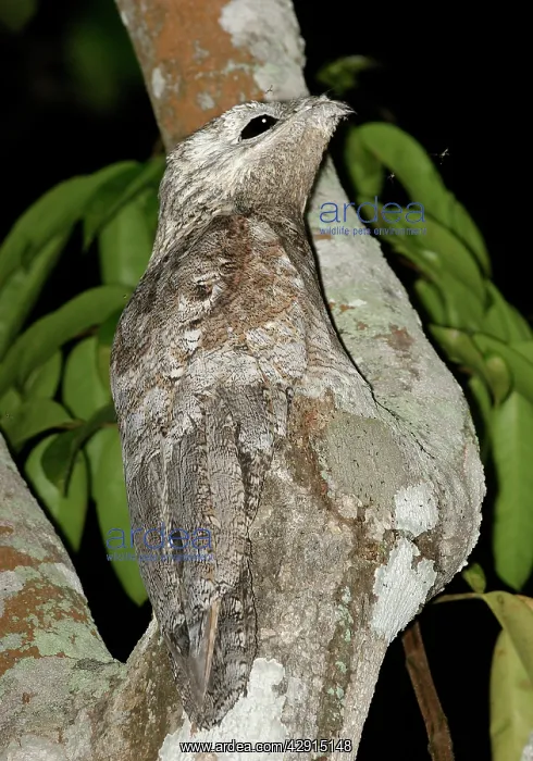 : Great Potoo - In tree : Great Potoo - In tree
