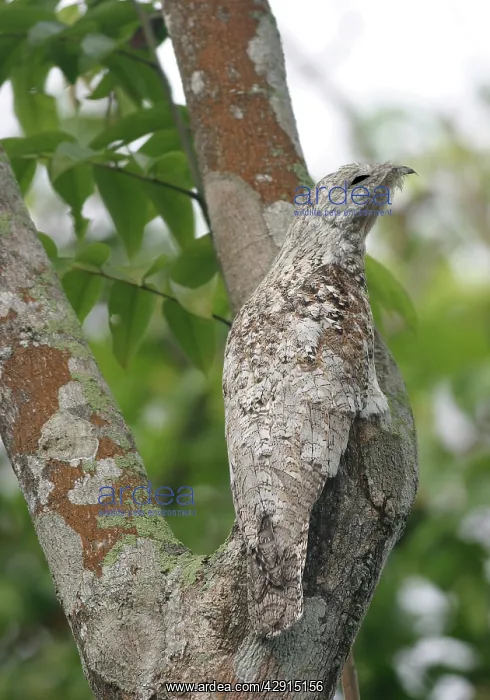 : Great Potoo - In tree : Great Potoo - In tree