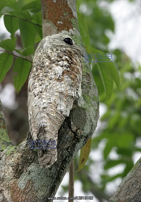 : Great Potoo - In tree : Great Potoo - In tree