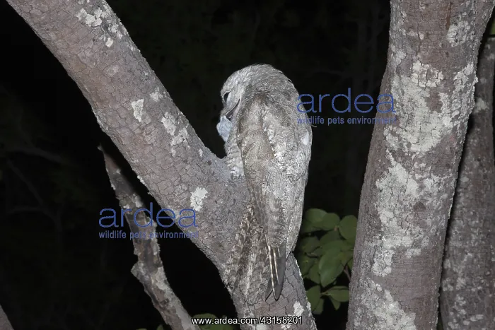 : Great Potto feeding chick : Great Potto feeding chick