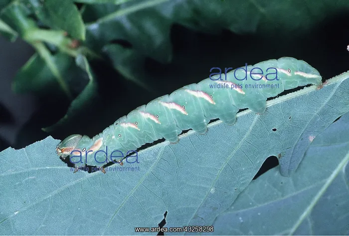  : GREAT PROMINENT MOTH - larvae  /  caterpillar