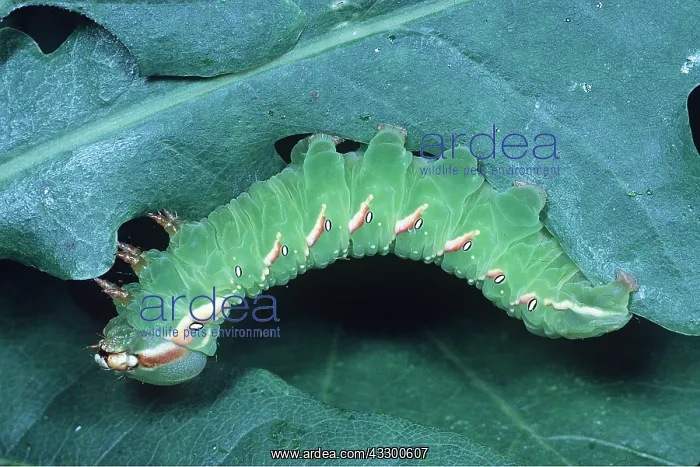 : Great Prominent MOTH - larvae / caterpillar : Great Prominent MOTH - larvae / caterpillar
