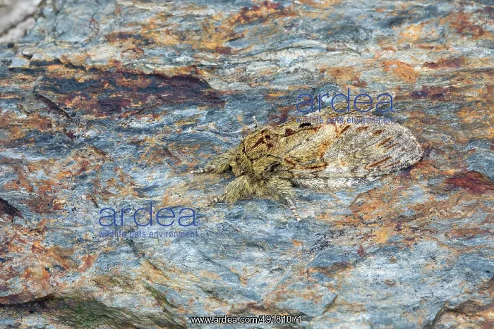  : Great Prominent Moth - on Slate - UK