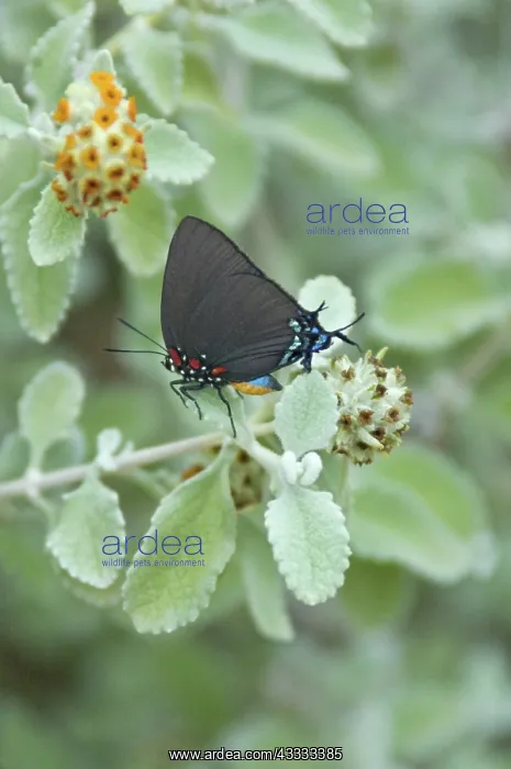 : Great Purple Hair Streak Butterfly : Great Purple Hair Streak Butterfly
