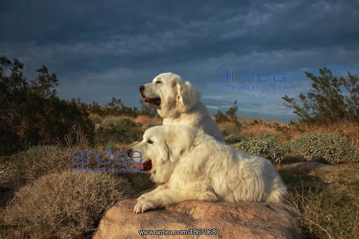 : Great Pyrenees on duty : Great Pyrenees on duty