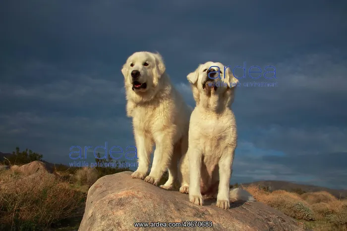 : Great Pyrenees on duty : Great Pyrenees on duty